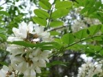 Robinia pseudoacacia