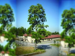 Robinia pseudoacacia