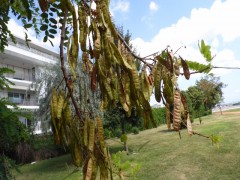 Robinia pseudoacacia