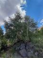 Betula pendula