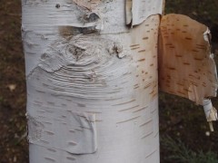 Betula pendula