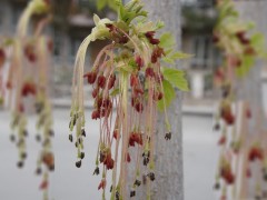 Acer negundo