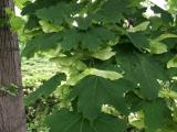 Acer platanoides