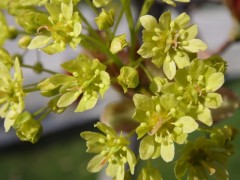 Acer platanoides