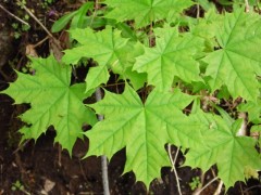 Acer platanoides