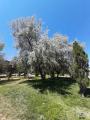 Salix babylonica