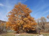 Platanus orientalis