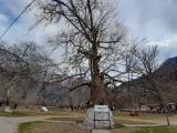 Platanus orientalis