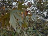 Platanus orientalis