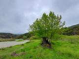 Platanus orientalis