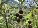 Platanus orientalis