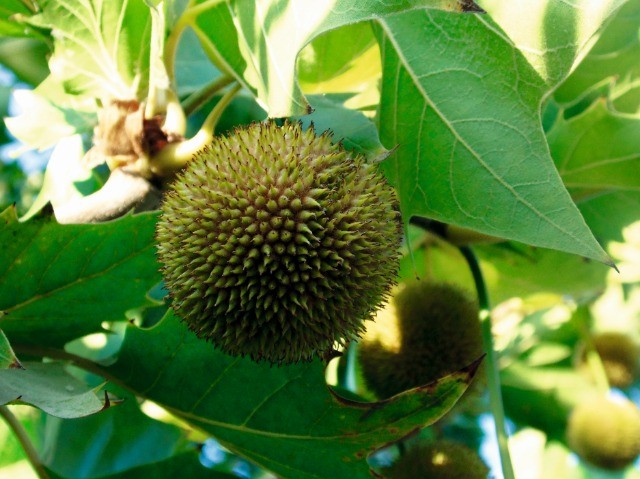 Platanus x acerifolia