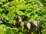 Koelreuteria paniculata