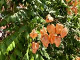 Koelreuteria paniculata