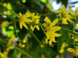 Koelreuteria paniculata