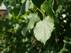 Tilia cordata