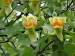 Liriodendron tulipifera