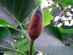 Liriodendron tulipifera