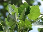 Populus tremula