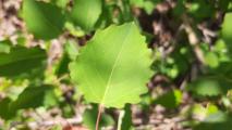 Populus tremula