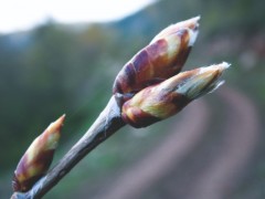 Populus tremula