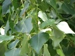 Populus nigra