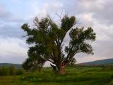 Populus nigra