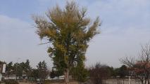 Populus nigra