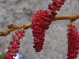 Populus nigra