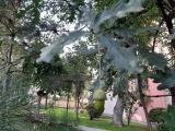Quercus robur