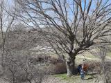 Quercus robur