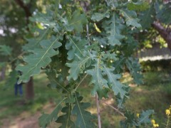 Quercus robur