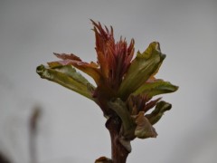 Ailanthus altissima