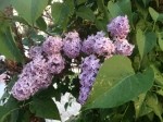 Syringa vulgaris