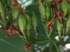 Syringa vulgaris