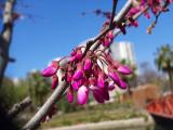 Cercis siliquastrum