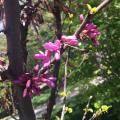 Cercis siliquastrum