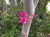 Cercis siliquastrum