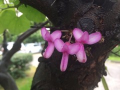 Cercis siliquastrum