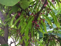 Cercis siliquastrum