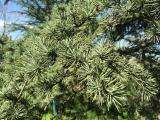 Cedrus libani