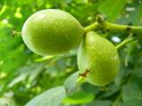 Juglans regia