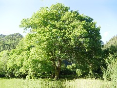 Juglans regia