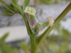 Juglans regia