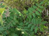 Rhus coriaria