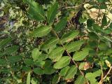 Rhus coriaria