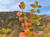 Rhus coriaria