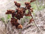 Rhus coriaria