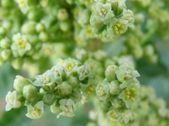 Rhus coriaria