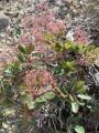 Cotinus coggygria